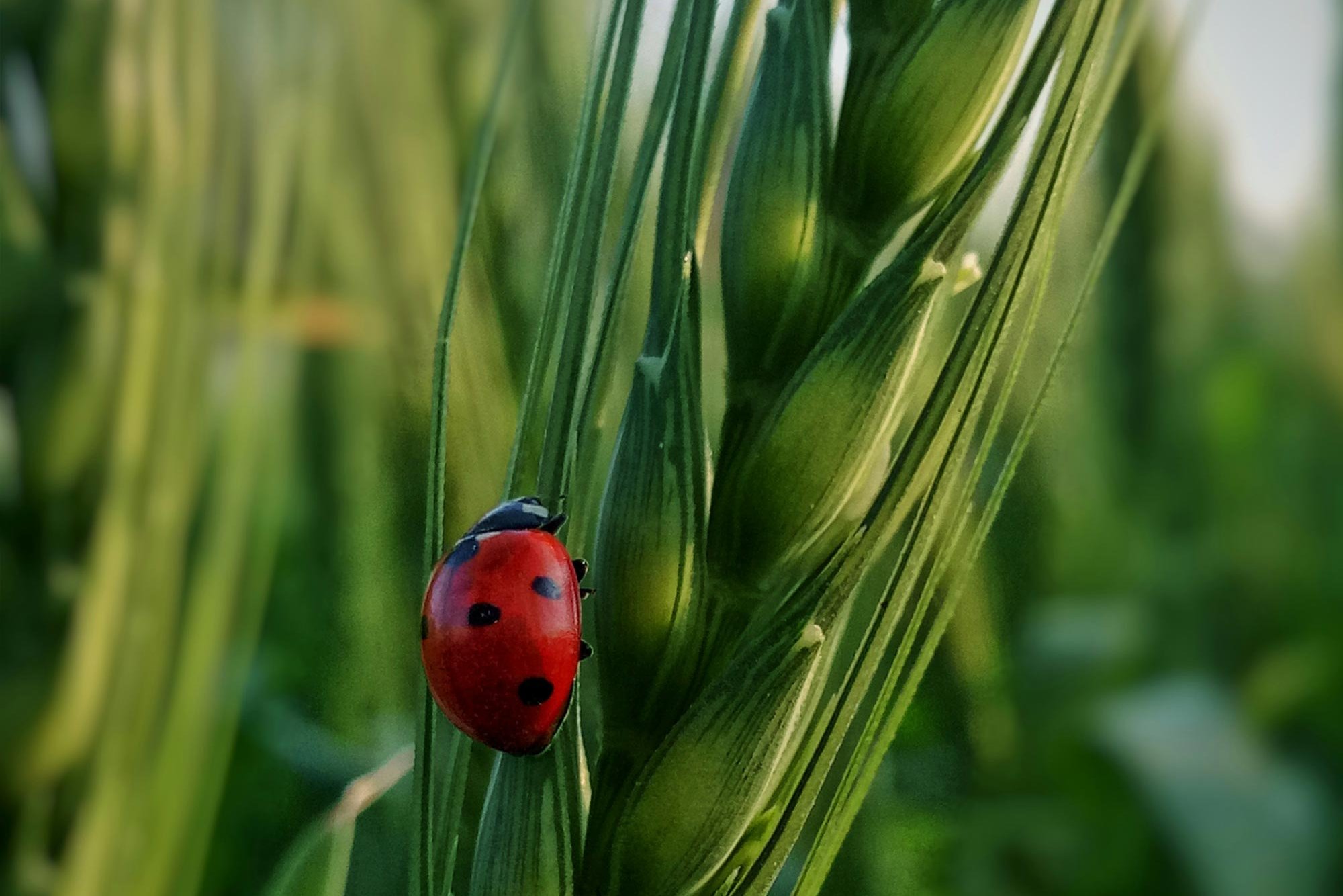 Marienkäfer auf Weizenpflanze Marienkäfer auf Weizenpflanze