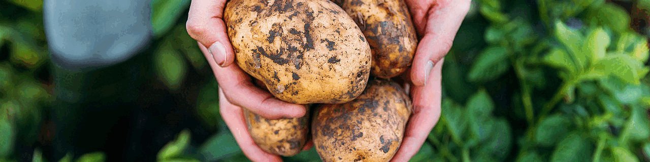 Bauer hält frisch geerntete Kartoffeln in den Händen